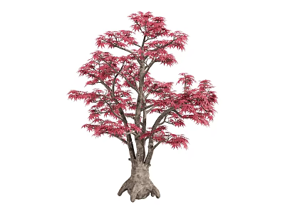 Ornamental Garden Tree Featuring Vibrant Red Leaves Thick Trunk And Exposed Roots 3d model