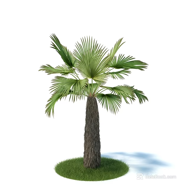 Tall Lush Palm Tree With Green Fronds Brown Trunk And Grass Base 3d model 