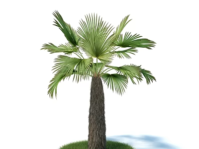 Tall Lush Palm Tree With Green Fronds Brown Trunk And Grass Base 3d model