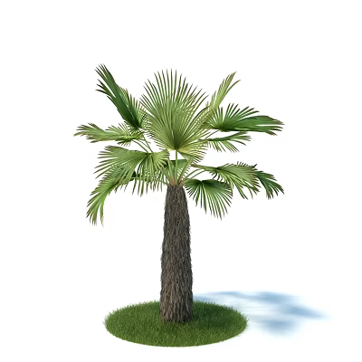 Tall Lush Palm Tree With Green Fronds Brown Trunk And Grass Base 3d model