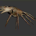 Dark Brown Crab With Prominent Claws And Extended Legs On Gray Surface