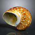 Natural Organ and Hair Like Features on Brown Spiral Snail Shell