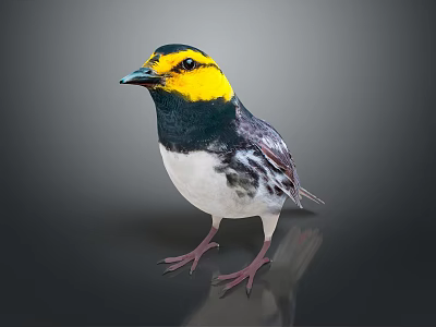 Colorful Songbird With Yellow Head Black Neck White Belly And Black And White Wings 3d model