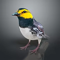 Colorful Songbird With Yellow Head Black Neck White Belly And Black And White Wings