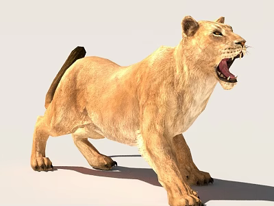 Realistic Tan Fur Lioness Standing With Open Mouth In Roaring Posture And Smooth Texture 3d model