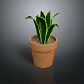 Green Potted Plant With Yellow Edged Leaves In Brown Terracotta Pot