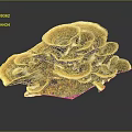 Layered Fan Shaped Mushroom Plant With Brown Yellow White Tones And Natural Growth Structure