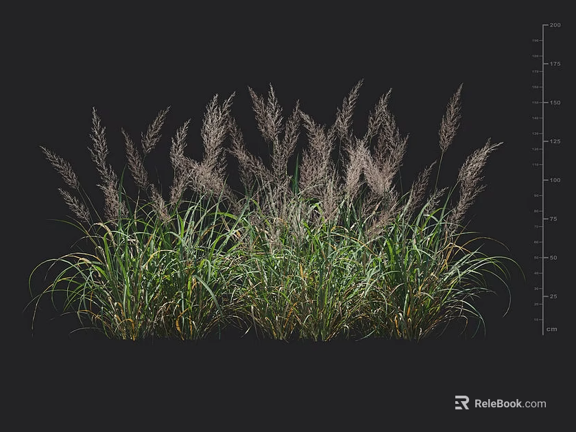 Ornamental Grasses With Feathery Plumes Green Foliage And Height Indication For Garden Landscaping 3d model 