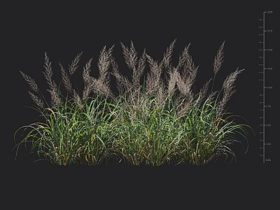 Ornamental Grasses With Feathery Plumes Green Foliage And Height Indication For Garden Landscaping 3d model