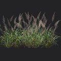Ornamental Grasses With Feathery Plumes Green Foliage And Height Indication For Garden Landscaping