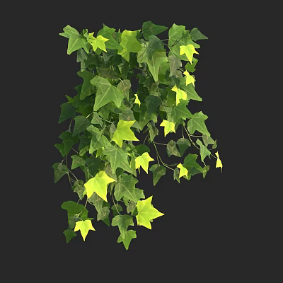 Lush Hanging Ivy With Vibrant Green And Yellow Leaves For Home Decor 3d model