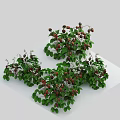Green Leafy Shrub With Red Berries And White Flowers In Garden Setting