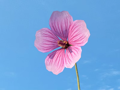 Pink Flower With Striped Petals And Insect On Stamen Against Blue Sky Background 3d model