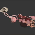 Detailed 3D Anatomical Model Of Animal Internal Organs With Skeletal Structure And Blood Vessels