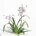 Graceful White Orchid Flowers With Long Green Leaves And Slender Stems