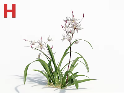 Graceful White Orchid Flowers With Long Green Leaves And Slender Stems 3d model