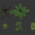 Green Plants With Various Leaf Shapes And Heights On White Background