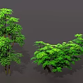 Different Types of Green Plants Featuring Bushes Vines Ferns and Lush Green Leaves