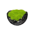 Green Grass Bonsai Potted Plant in Black Stone Pot for Indoor Decoration