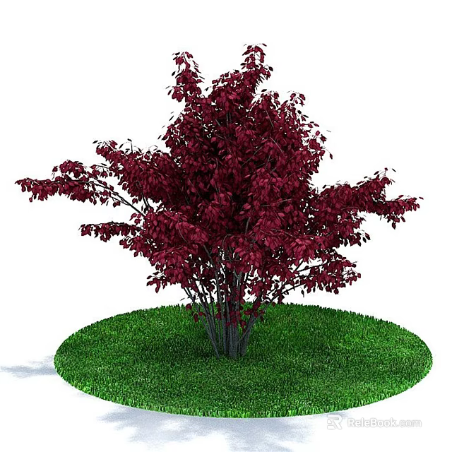 Ornamental Tree with Dark Red Leaves Growing on Circular Green Lawn 3d model 