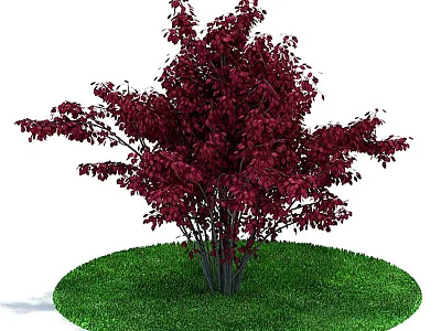 Ornamental Tree with Dark Red Leaves Growing on Circular Green Lawn 3d model
