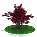 Ornamental Tree with Dark Red Leaves Growing on Circular Green Lawn