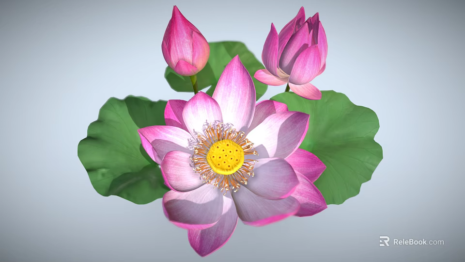 Beautiful Pink Lotus Plant With Blooming Flower Buds And Green Leaves 3d model 