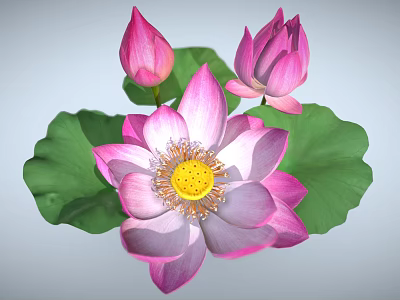 Beautiful Pink Lotus Plant With Blooming Flower Buds And Green Leaves 3d model