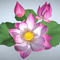 Beautiful Pink Lotus Plant With Blooming Flower Buds And Green Leaves