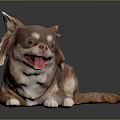 Cute Brown Chihuahua Lying on Black Surface with Tongue Out and Playful Expression