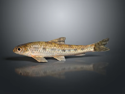 Small Fish With Brown Yellow Spotted Body Fins And Tail On Gray Background With Reflection 3d model