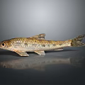 Small Fish With Brown Yellow Spotted Body Fins And Tail On Gray Background With Reflection