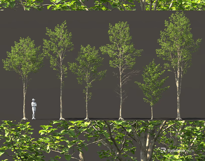 Arbor Trees Of Different Sizes With Green Leaves And Human Figure For Scale 3d model 