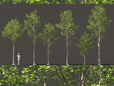 Arbor Trees Of Different Sizes With Green Leaves And Human Figure For Scale 3d model