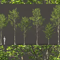 Arbor Trees Of Different Sizes With Green Leaves And Human Figure For Scale