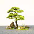courtyard landscape tree modeling tree lohan pine trees micro terrain stone courtyard tree 3d model