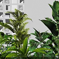 Lush Garden With Tropical Green Plants Geometric White Wall And White Pebbles