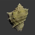Intricate Conch With Spiky Protrusions And Unique Yellowish Brown Textured Pattern On Dark Surface