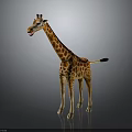 Standing Spotted Giraffe With Long Neck And Black Tufted Tail On Gray Gradient Background