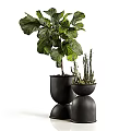 Decorative Bonsai Potted Plants With Various Green Foliage And Black Ceramic Pots