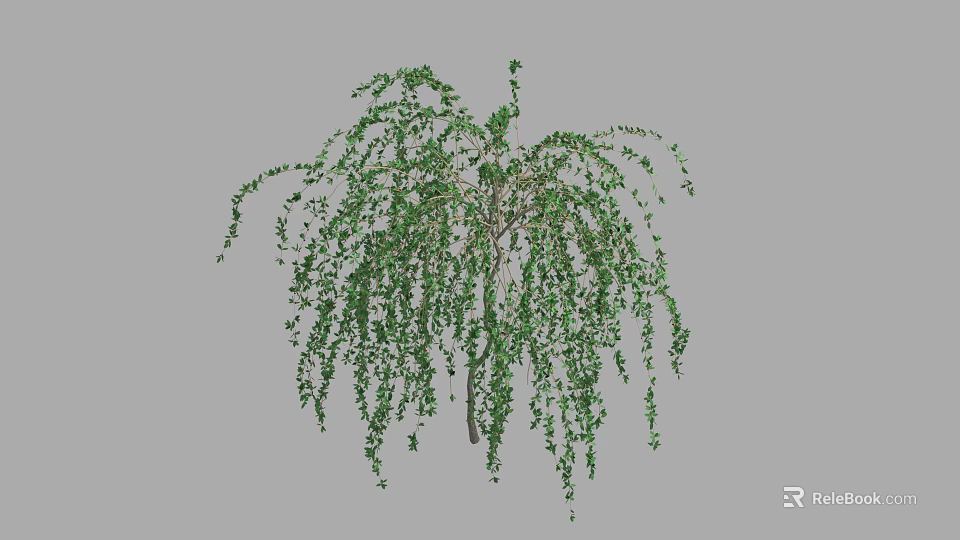Lush Green Shrub With Drooping Branches And Dense Foliage In Garden 3d model 