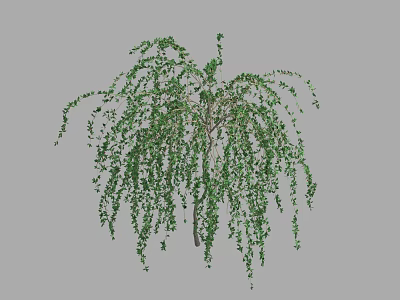 Lush Green Shrub With Drooping Branches And Dense Foliage In Garden 3d model