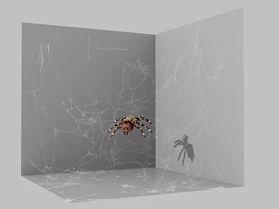Brown Reptile Spider Resting On Intricate Web In Gray Enclosed Space With Shadow 3d model