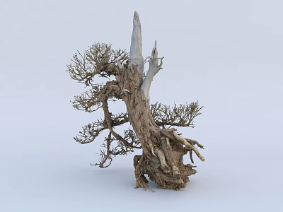 Withered Tree with Twisted Trunk Exposed Roots and Sparse Dried Branches 3d model