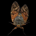 Detailed Cicada With Transparent Wings And Brown Body On Black Background