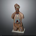 Human Anatomy Model Showing Thoracic Cavity Internal Organs And Skeleton Structure 3d model