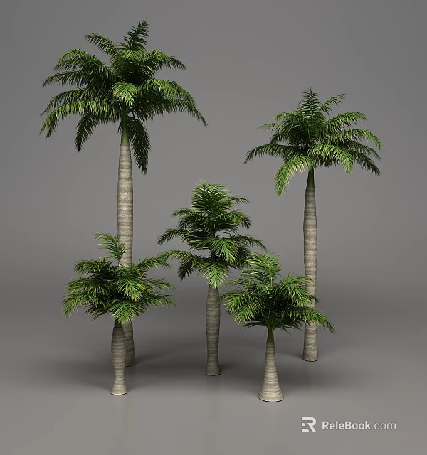 Tall and Short Palm Trees With Green Fronds and Straight Trunks 3d model 