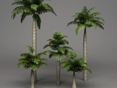 Tall and Short Palm Trees With Green Fronds and Straight Trunks 3d model