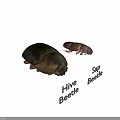 Detailed View Of Large And Small Metallic Beetles On Brown Background