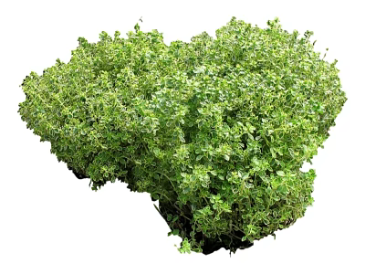 Modern Grass Shrub Grass 3d model